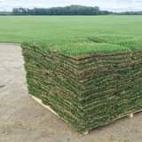 grass