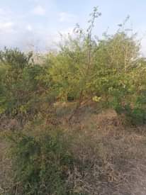A picture of shamba linauzwa lipo bagamoyo kiwangwa bago