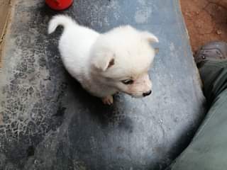 A picture of Puppies Matse