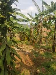 A picture of  Hotdeal Commercial Plot for sale at UGX 20 Million