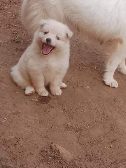 A picture of Dogs