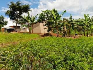 A picture of  CHEAP PLOTS .on SALE MATUGGA KIWEBWA NEAR MANZE TOWN