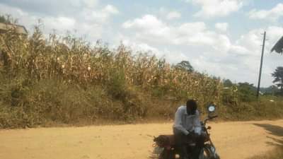houses hoima