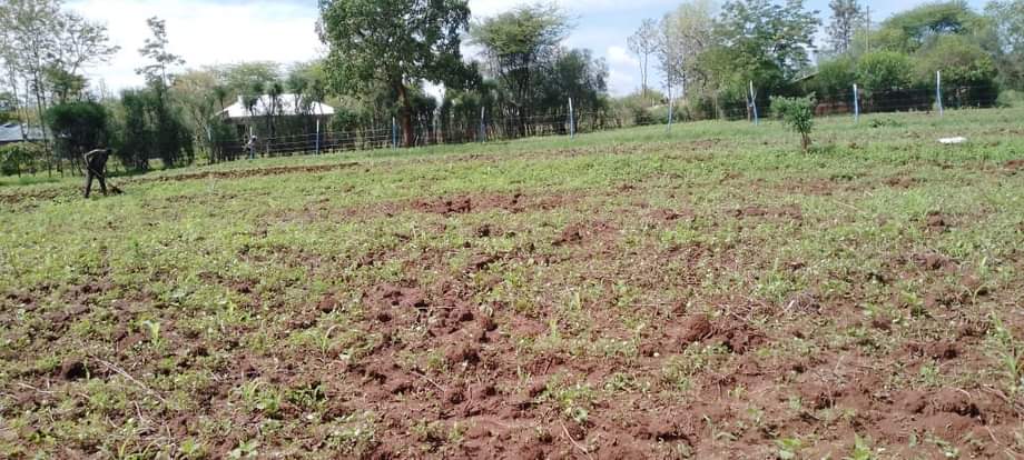 makutano plots