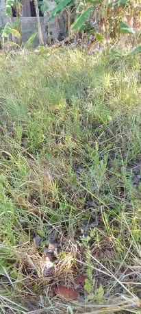 A picture of Eneo linauzwa