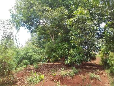Gichohi G.