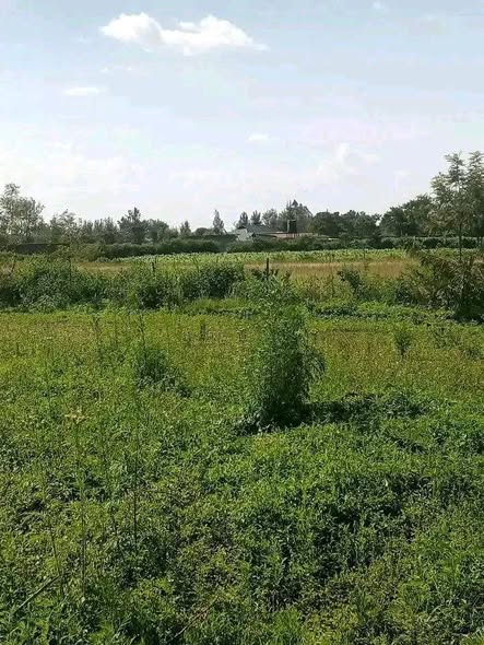 A picture of 50 100plots in Mang u