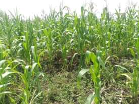 A picture of 3.5 FERTILE ACRES FOR SALE IN NAKASEKE KAPEEKA KAKINZI VILLAGE