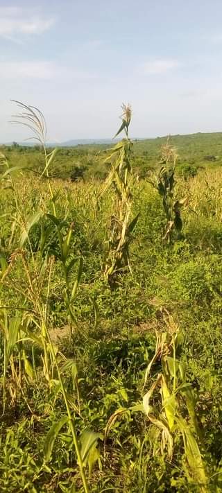 A picture of Shamba la eka 20 linauzwa shamba hili lipo hapa kiwangwa