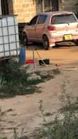 A picture of Vitz