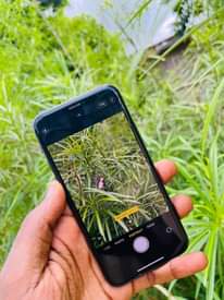 A picture of I PHONES