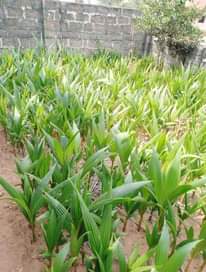 A picture of Tenera Sprouted Seeds Matured Oil Palm and Coconut Palms Dwarf