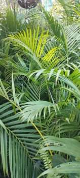 plants