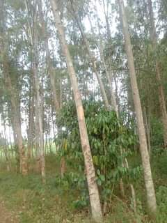 Kamwokya M.