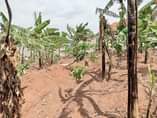 A picture of 57 Decimals with banana plantation available for sale in Nakawuka