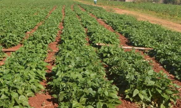 agricultural