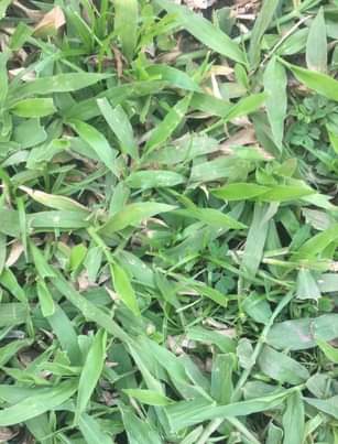 A picture of Natural compound grass