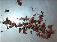 pest control