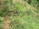 A picture of 2 fertile acres for sale with electricity and water 10km