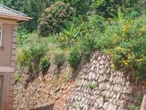 A picture of Makindye kizungu posh plot at 110 by 50 ft.