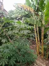 A picture of 3acres on sale at 37 5m 9km from kikyusa trading