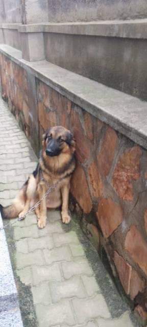 A picture of Dogs