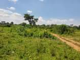 A picture of 50 Acres on sale in kikyusa Ideal for farming and