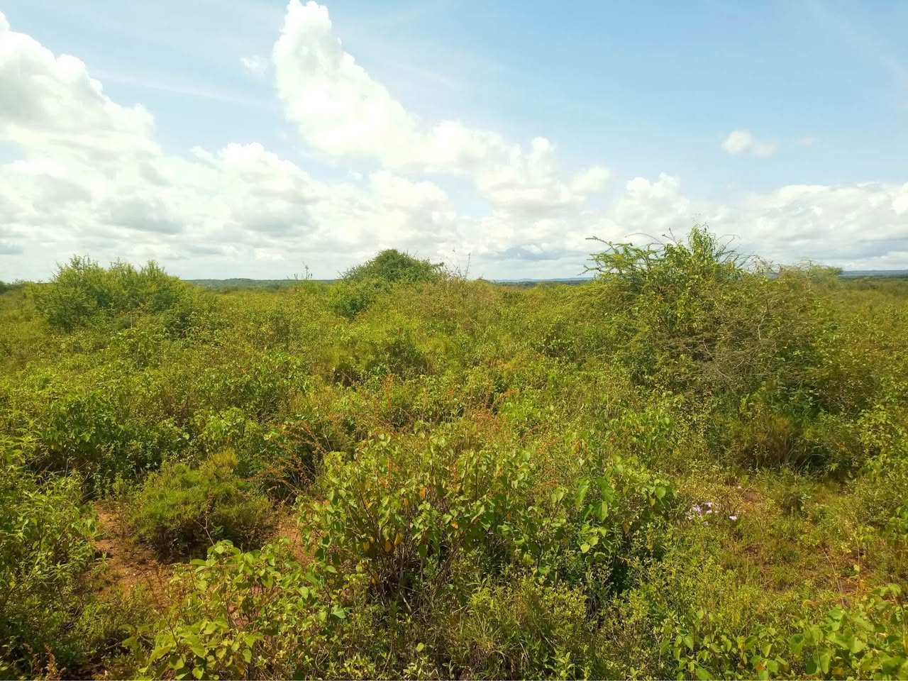 houses ngong