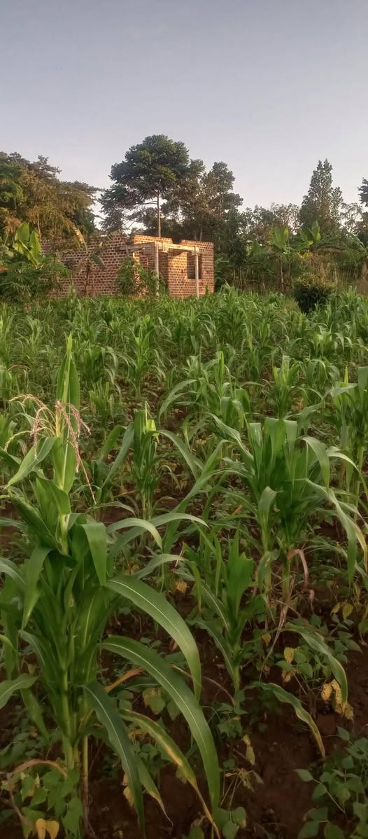 A picture of Plot 110x110ft for sale