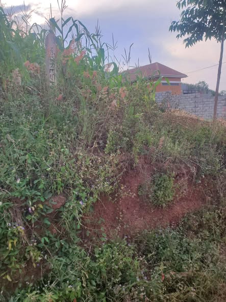 A picture of Plots
