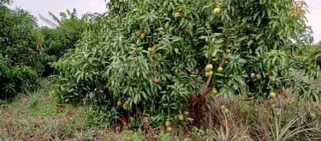 A picture of Uganda Luwero sale 100acears of land for sale located at