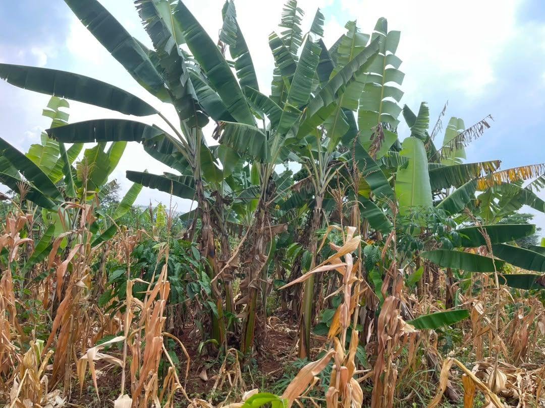 A picture of 50 DECIMALS FOR SALE IN NAKASEKE KAPEEKA BULEMA