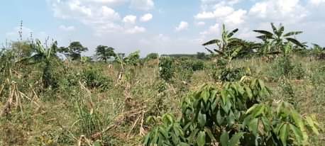 A picture of Land