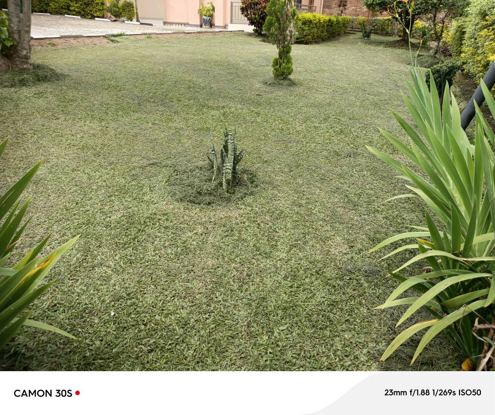 houses for rent
