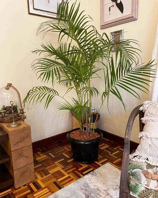 plants