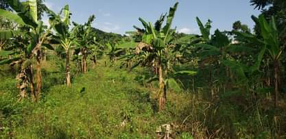 A picture of Bulondo off
