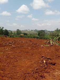 A picture of Plot 6m