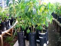 A picture of Organic home farming