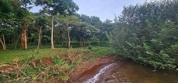 A picture of 260 ACRES ISLAND ON SALE AT MUKONO BWEMA ISLAND UGANDA