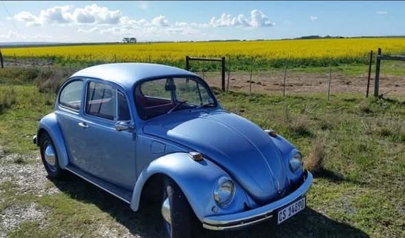 vw beetle