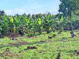 A picture of KIBANJA ON SALE 100x100ft 7Million Half acre 13milliom located matugga