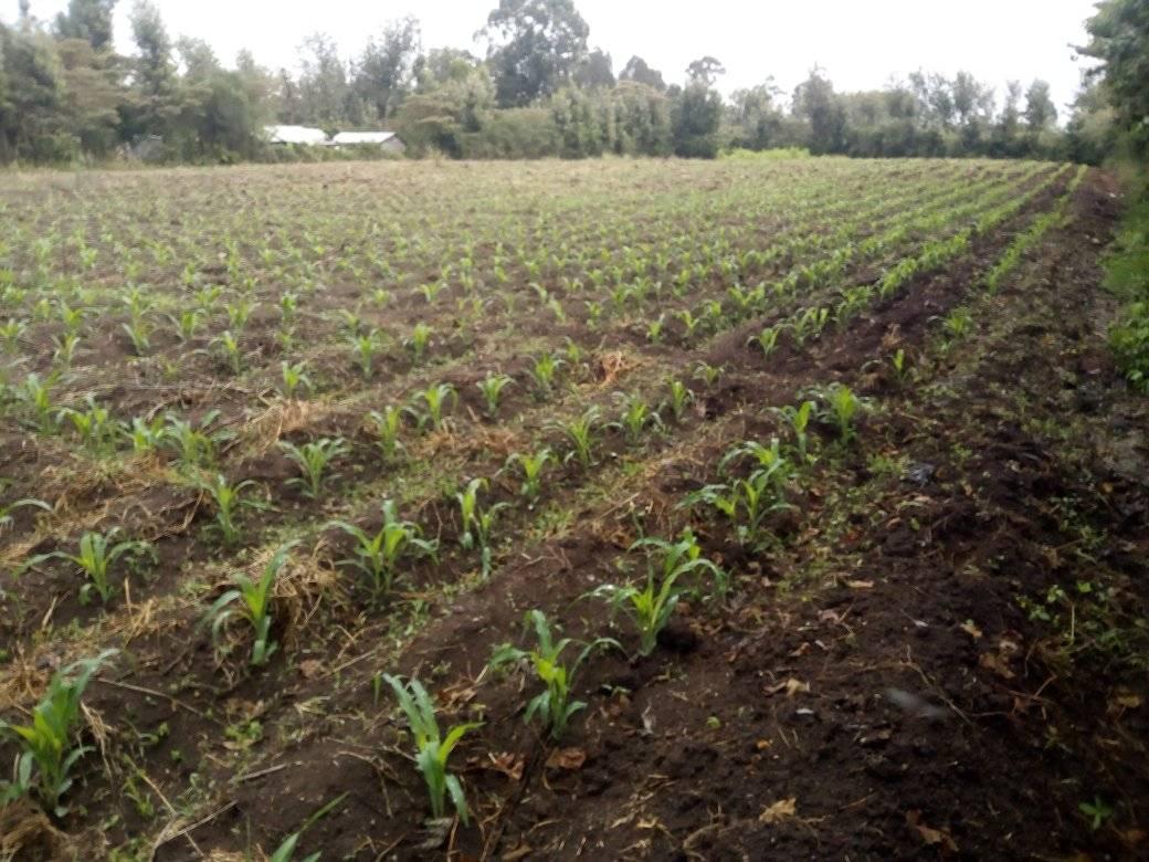 agricultural