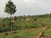 A picture of Bombo kalule hill plot on quick sale