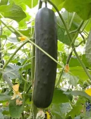 KZN C.