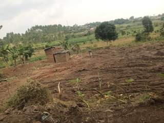 A picture of 8.5m Plot size 83by30ft with land title located at matugga