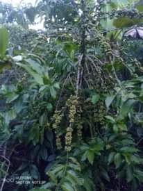 A picture of Country home for sale 19 acres of land private mailo