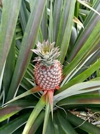 A picture of Mbegu za mazao