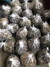 A picture of Hybrid Tenera Oil Palm