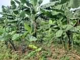 A picture of Are you having plans and want to start farming we