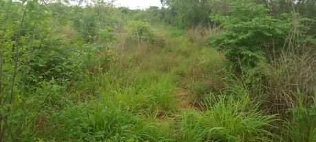 A picture of SHAMBA HEKA 6 LINA UZWA LIPO MZENGA MKOA WA PWANI